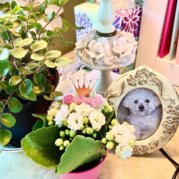 Bichon Frise White Ceramic Coffee Mug, 10oz, Xpres Best Friend Originals… - Picture 6 of 6